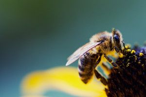 amazing Bee Wallpaper 2560x1600 smartphone