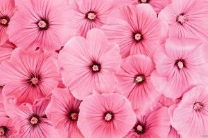 Pink Flower Wallpapers 2560x1600 for 4K monitor
