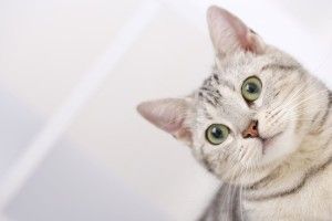 large Desktop Wallpaper Cats 1920x1200