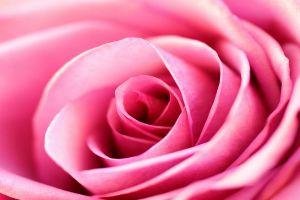 gorgerous roses background 1920x1200 for lockscreen