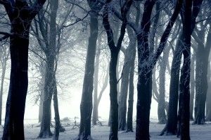 download Snowy Dark Forest Wallpaper 1920x1080 for mac