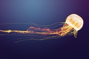 full size Jelly Fish Wallpaper 1920x1200 lockscreen