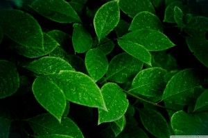 Green Leaves Wallpaper 2160x1440 meizu