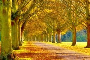 Beautiful Scenery Wallpapers 1920x1200 for hd 1080p