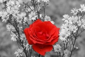 Black and White Rose Wallpaper 1920x1080 samsung galaxy