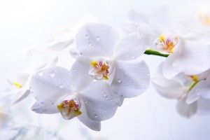 Orchid Wallpaper 2880x1800 for meizu