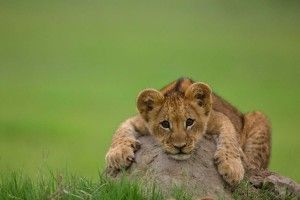 Lion Cubs Wallpaper 1920x1200 for mobile