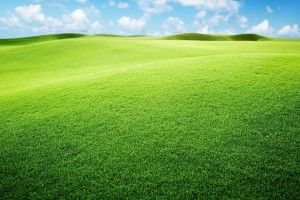 Grassland Background 2560x1600 for mobile hd