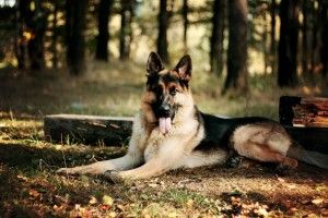 Police German Shepherd Wallpaper 2000x1333 for retina
