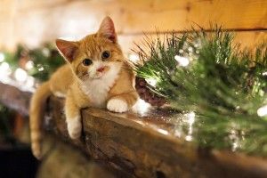 download Christmas Kitten Wallpaper 1920x1200 for computer