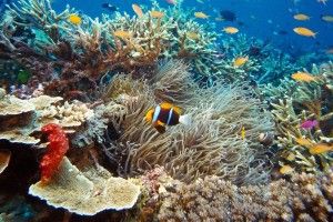 download Under the Sea Wallpapers 1920x1080 for samsung