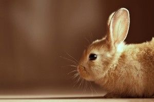 gorgerous Cute Bunny Backgrounds 1920x1080 for tablet