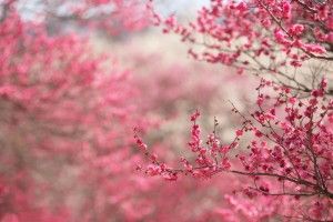 cool Cherry Blossom Background 2880x1800 for 4K