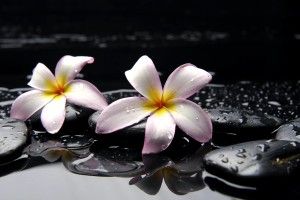 free Plumeria Wallpaper 2560x1600 for mac