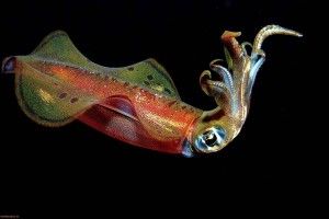 amazing Squid Wallpaper 1920x1200 for samsung