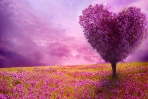 Spring Season Wallpapers 1920x1080 macbook