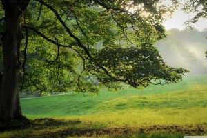 cool Oak Wallpaper 2880x1800 photo