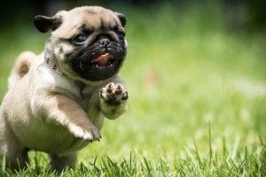 Pug Puppies Wallpaper 1920x1080 for computer