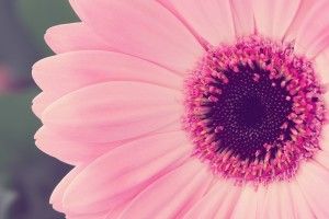 popular Pretty Flower Background 1920x1200