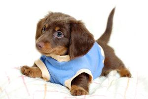 full size Funny Puppy Wallpapers 2200x1500