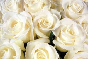 White Rose Wallpaper 1920x1200 Phone